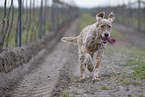 English Setter