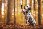 English Setter gibt Pftchen