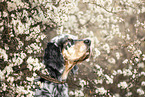 English Setter
