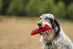 English Setter