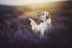 English Setter