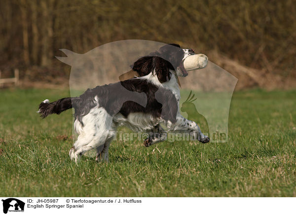 English Springer Spaniel / English Springer Spaniel / JH-05987