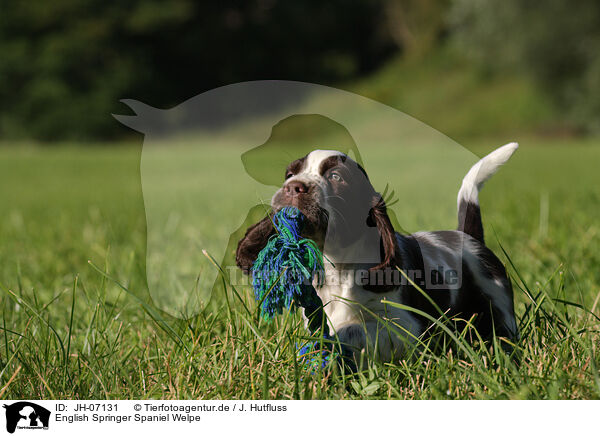 English Springer Spaniel Welpe / English Springer Spaniel puppy / JH-07131