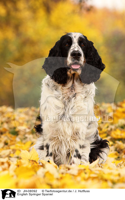 English Springer Spaniel / English Springer Spaniel / JH-08092