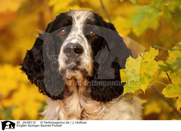 English Springer Spaniel Portrait / English Springer Spaniel Portrait / JH-08112