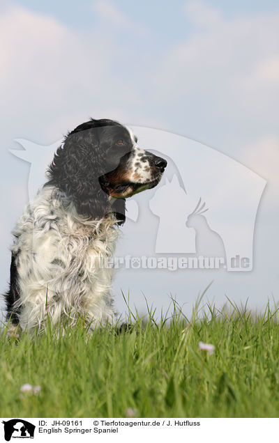 English Springer Spaniel / English Springer Spaniel / JH-09161