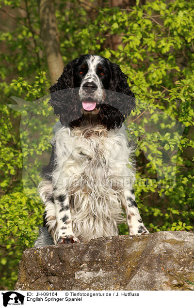 English Springer Spaniel / English Springer Spaniel / JH-09164