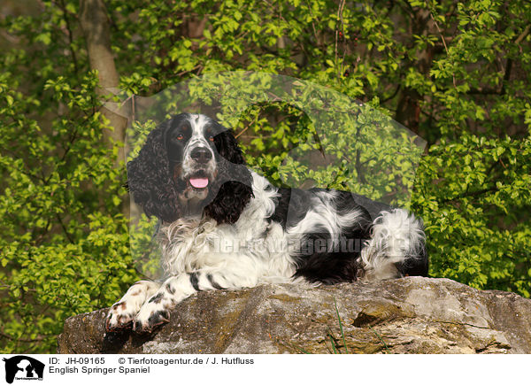 English Springer Spaniel / English Springer Spaniel / JH-09165