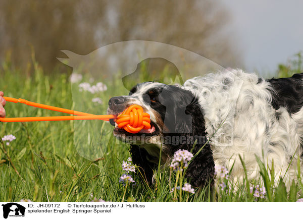 spielender English Springer Spaniel / playing English Springer Spaniel / JH-09172