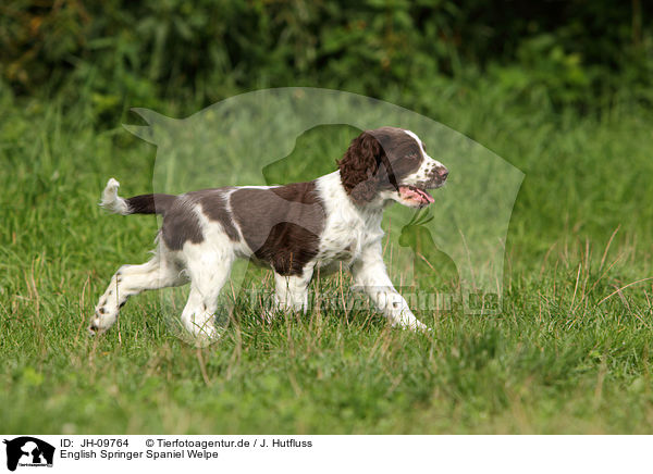 English Springer Spaniel Welpe / English Springer Spaniel Puppy / JH-09764