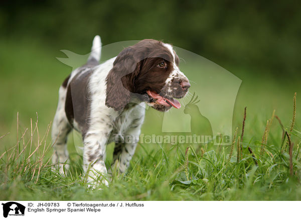 English Springer Spaniel Welpe / JH-09783