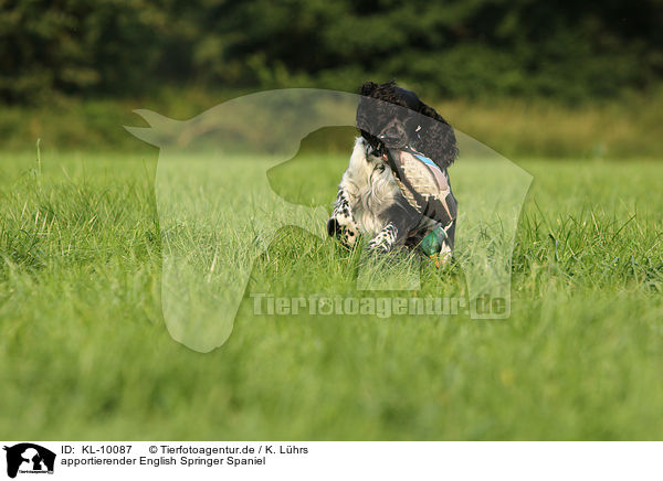 apportierender English Springer Spaniel / retrieving English Springer Spaniel / KL-10087