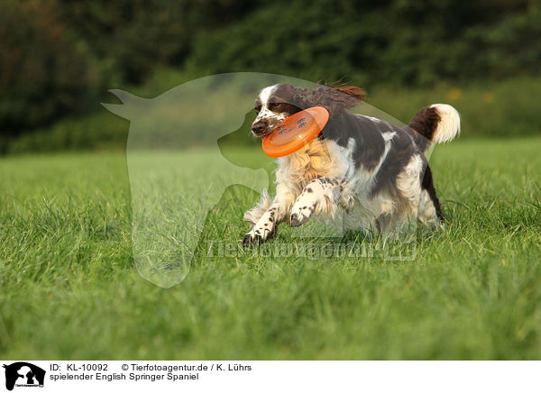 spielender English Springer Spaniel / playing English Springer Spaniel / KL-10092