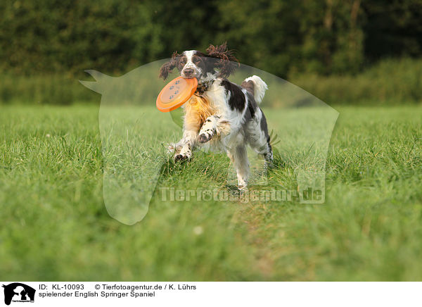 spielender English Springer Spaniel / playing English Springer Spaniel / KL-10093