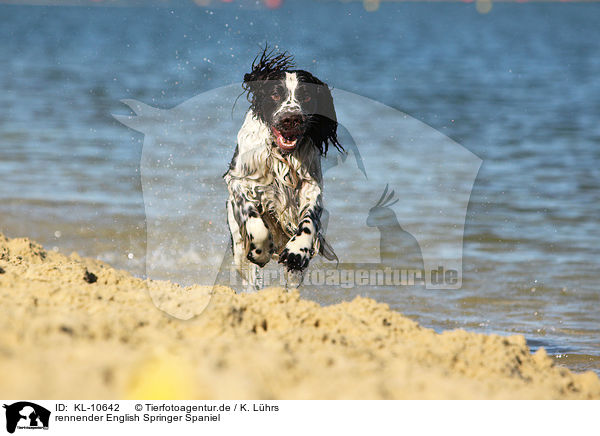 rennender English Springer Spaniel / running English Springer Spaniel / KL-10642
