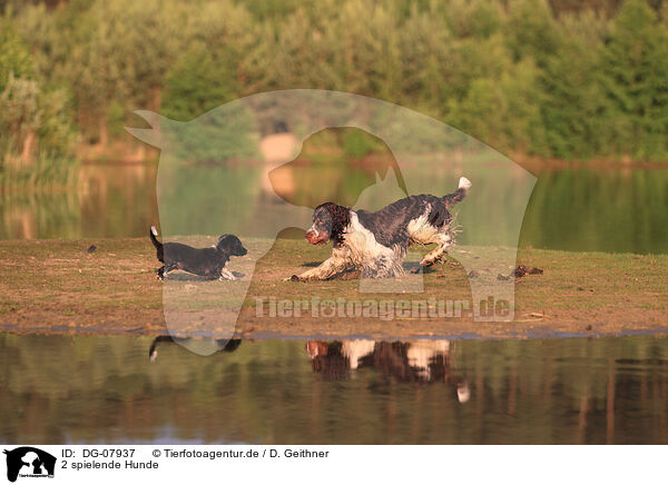 2 spielende Hunde / 2 playing dogs / DG-07937