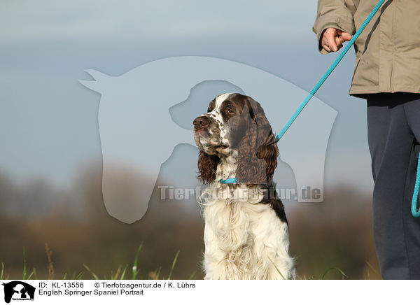 English Springer Spaniel Portrait / English Springer Spaniel Portrait / KL-13556