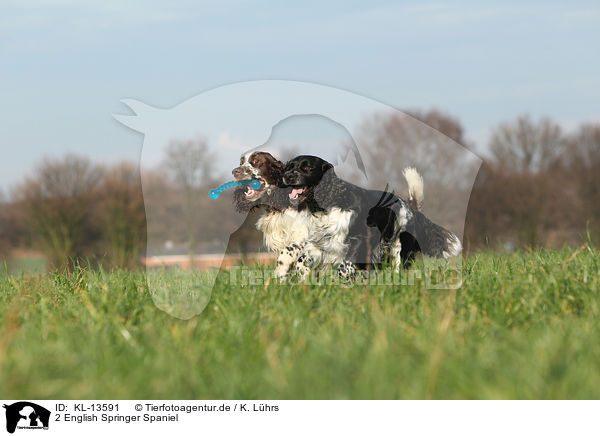 2 English Springer Spaniel / 2 English Springer Spaniel / KL-13591