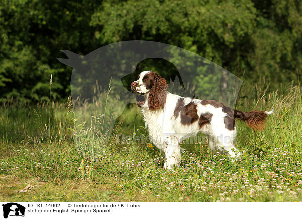 stehender English Springer Spaniel / standing English Springer Spaniel / KL-14002