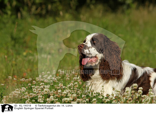 English Springer Spaniel Portrait / English Springer Spaniel Portrait / KL-14018