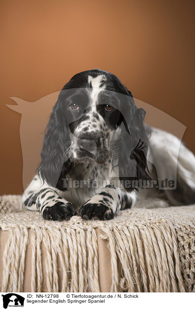 liegender English Springer Spaniel / lying English Springer Spaniel / NN-12798