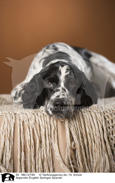 liegender English Springer Spaniel / lying English Springer Spaniel / NN-12799