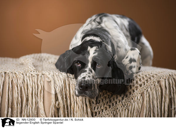 liegender English Springer Spaniel / lying English Springer Spaniel / NN-12800