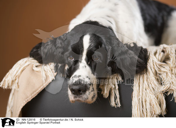 English Springer Spaniel Portrait / English Springer Spaniel Portrait / NN-12816