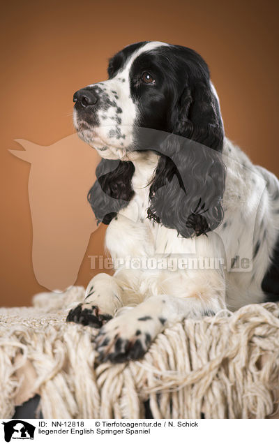 liegender English Springer Spaniel / lying English Springer Spaniel / NN-12818