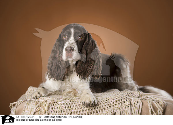 liegender English Springer Spaniel / lying English Springer Spaniel / NN-12821