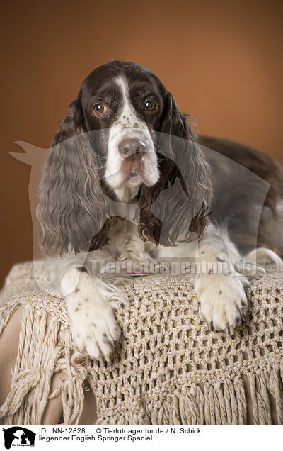 liegender English Springer Spaniel / lying English Springer Spaniel / NN-12828