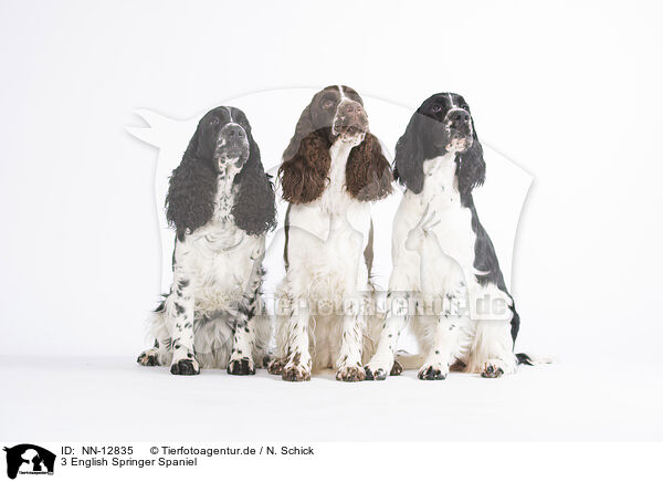 3 English Springer Spaniel / 3 English Springer Spaniel / NN-12835