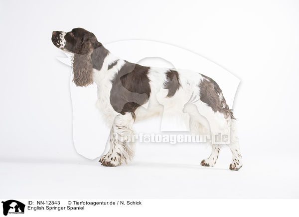 English Springer Spaniel / English Springer Spaniel / NN-12843