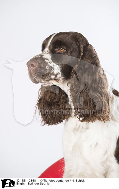 English Springer Spaniel / English Springer Spaniel / NN-12848