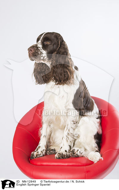 English Springer Spaniel / English Springer Spaniel / NN-12849