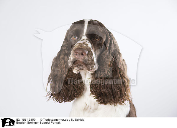 English Springer Spaniel Portrait / English Springer Spaniel Portrait / NN-12850