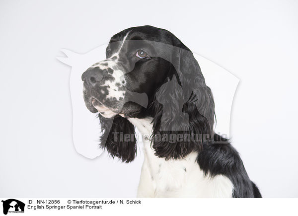 English Springer Spaniel Portrait / English Springer Spaniel Portrait / NN-12856