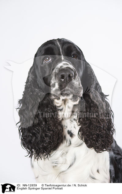 English Springer Spaniel Portrait / English Springer Spaniel Portrait / NN-12859