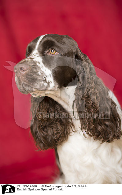 English Springer Spaniel Portrait / English Springer Spaniel Portrait / NN-12868