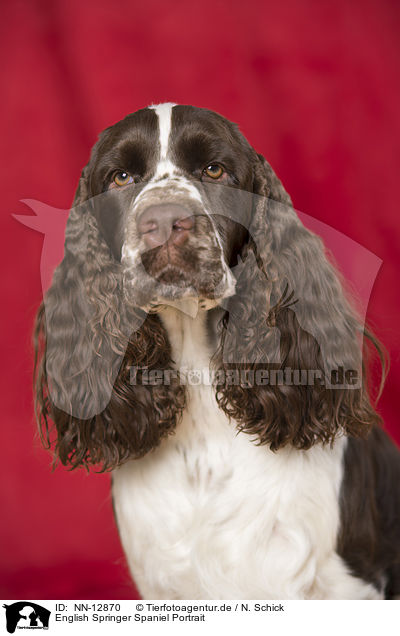 English Springer Spaniel Portrait / English Springer Spaniel Portrait / NN-12870
