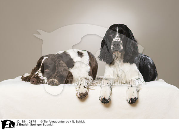 2 English Springer Spaniel / 2 English Springer Spaniel / NN-12875