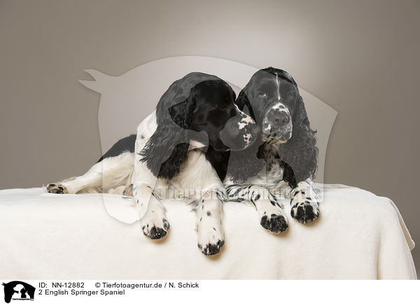2 English Springer Spaniel / 2 English Springer Spaniel / NN-12882