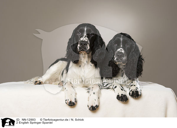 2 English Springer Spaniel / 2 English Springer Spaniel / NN-12883