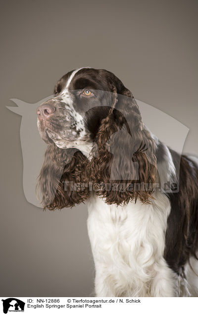 English Springer Spaniel Portrait / English Springer Spaniel Portrait / NN-12886
