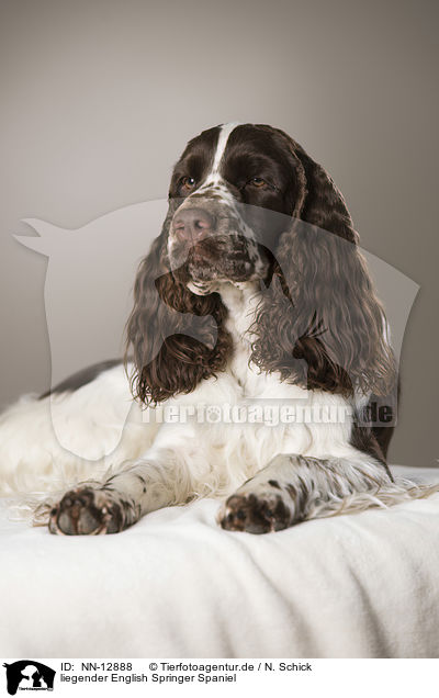 liegender English Springer Spaniel / lying English Springer Spaniel / NN-12888