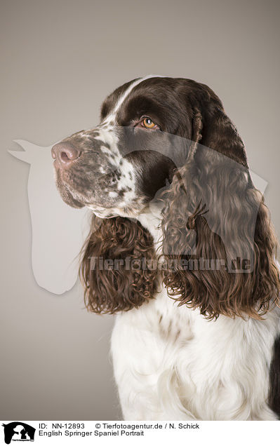 English Springer Spaniel Portrait / English Springer Spaniel Portrait / NN-12893