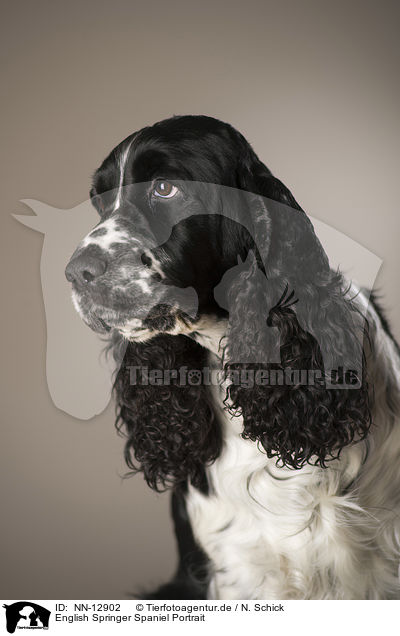 English Springer Spaniel Portrait / English Springer Spaniel Portrait / NN-12902