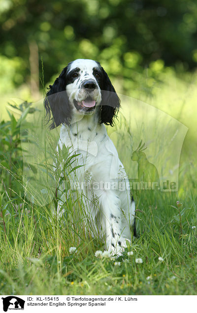 sitzender English Springer Spaniel / sitting English Springer Spaniel / KL-15415