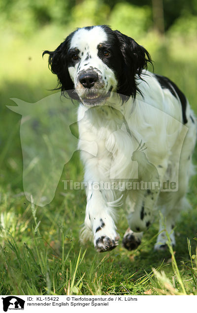 rennender English Springer Spaniel / running English Springer Spaniel / KL-15422