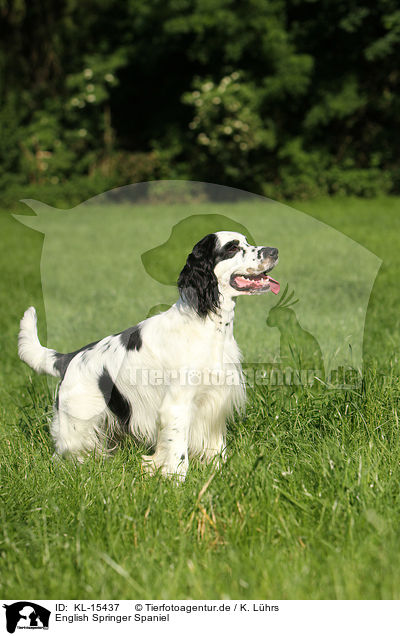 English Springer Spaniel / English Springer Spaniel / KL-15437